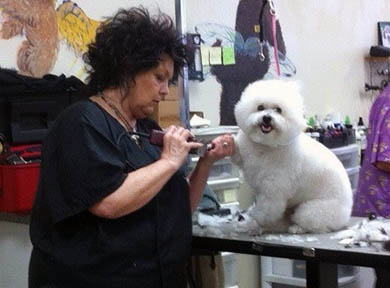 Toy Poodle Being Groomed
